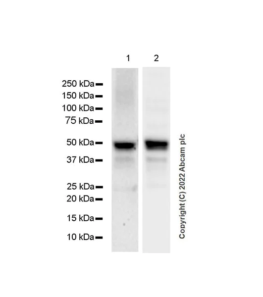 Western blot - Anti-PCGF6 antibody [EPR26301-72] (BSA and Azide free) (AB300060)