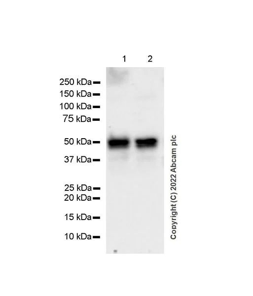 Western blot - Anti-PCGF6 antibody [EPR26301-72] (BSA and Azide free) (AB300060)
