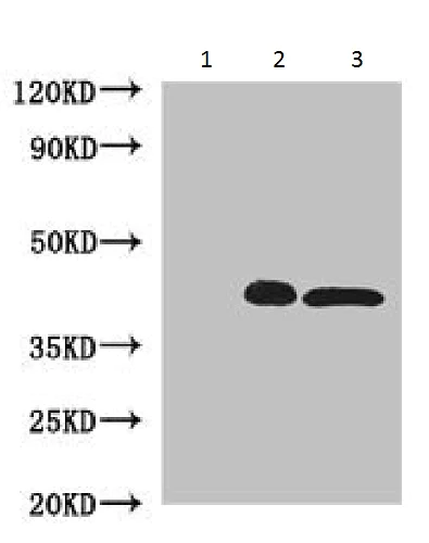 Immunoprecipitation - Anti-PCID1 antibody (AB230105)