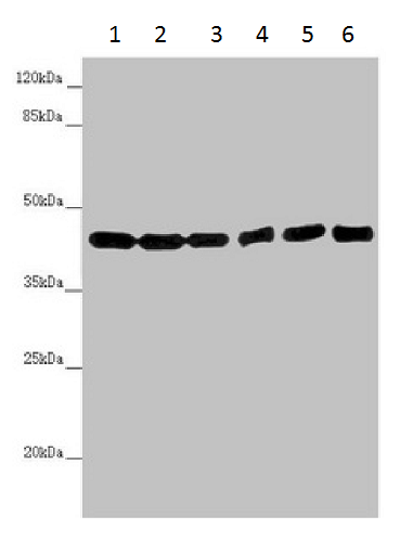 Western blot - Anti-PCID1 antibody (AB230105), expandable thumbnail