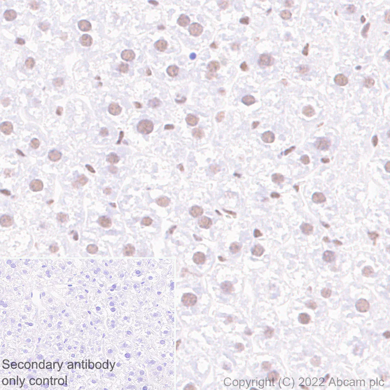 Immunohistochemistry (Formalin/PFA-fixed paraffin-embedded sections) - Anti-PCIF1 antibody [EPR24319-207] (AB300487)