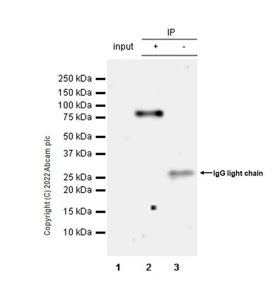 Anti-PCIF1 antibody [EPR24319-207]