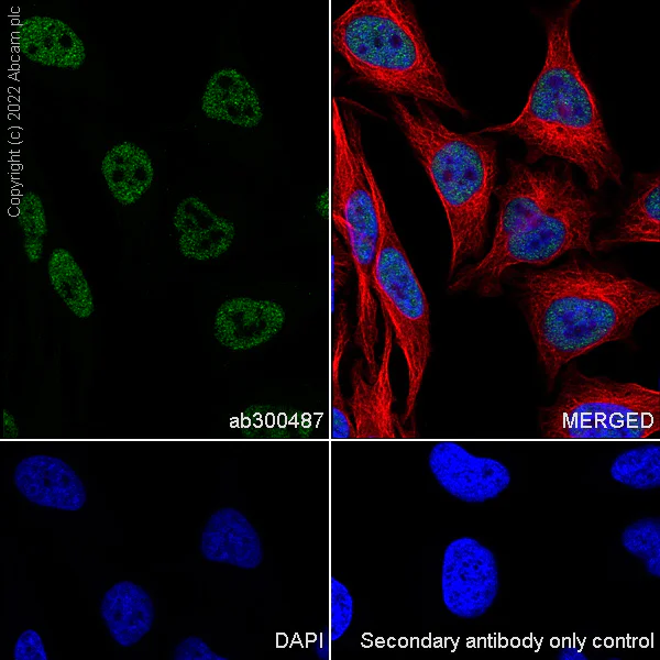 Immunocytochemistry/ Immunofluorescence - Anti-PCIF1 antibody [EPR24319-207] (BSA and Azide free) (AB300488)