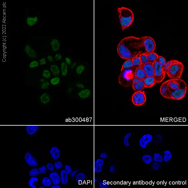 Immunocytochemistry/ Immunofluorescence - Anti-PCIF1 antibody [EPR24319-207] (BSA and Azide free) (AB300488)