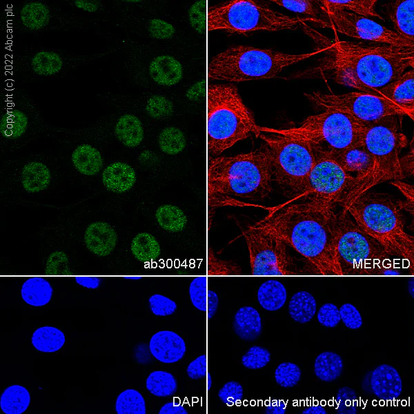 Immunocytochemistry/ Immunofluorescence - Anti-PCIF1 antibody [EPR24319-207] (BSA and Azide free) (AB300488)