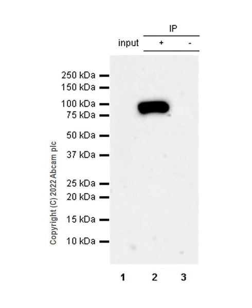 Immunoprecipitation - Anti-PCIF1 antibody [EPR24319-207] (BSA and Azide free) (AB300488)