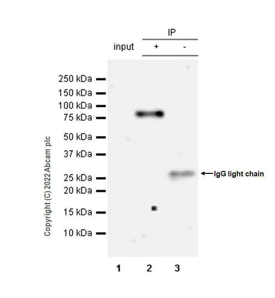 Immunoprecipitation - Anti-PCIF1 antibody [EPR24319-207] (BSA and Azide free) (AB300488)