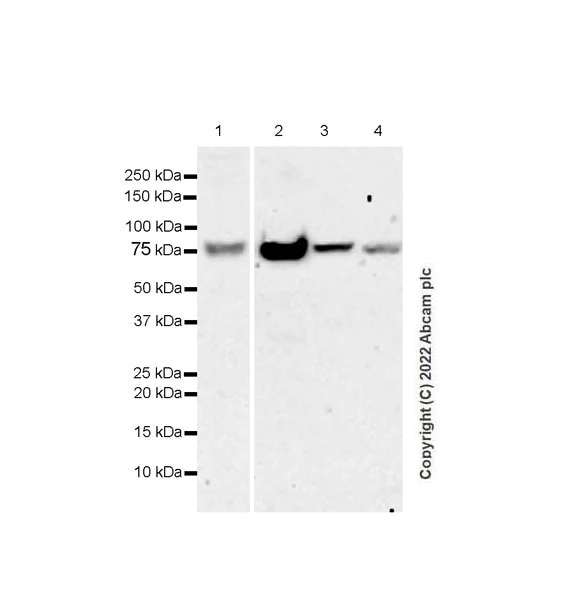 Western blot - Anti-PCIF1 antibody [EPR24319-207] (BSA and Azide free) (AB300488)