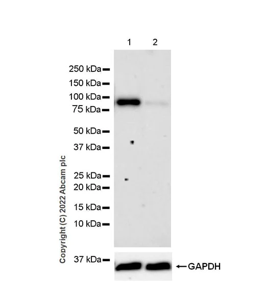 Western blot - Anti-PCIF1 antibody [EPR24319-207] (BSA and Azide free) (AB300488)
