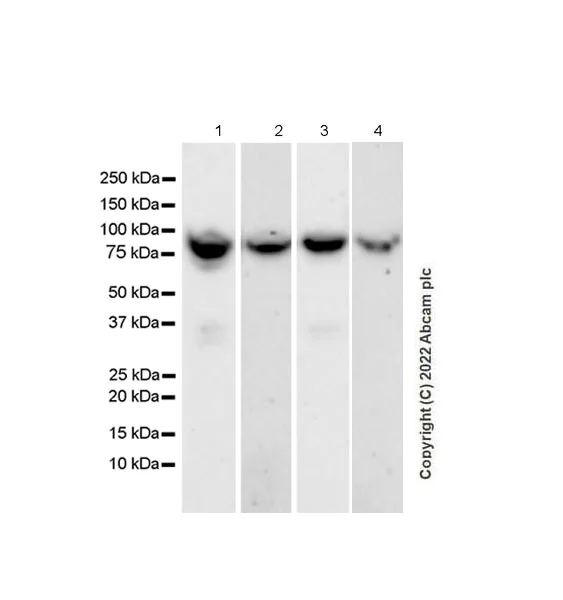 Western blot - Anti-PCIF1 antibody [EPR24319-207] (BSA and Azide free) (AB300488)