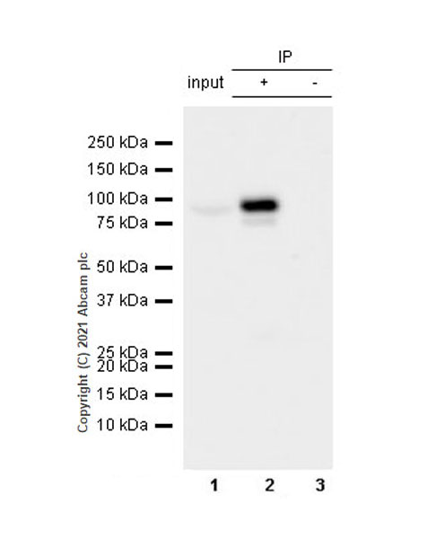 Immunoprecipitation - Anti-PCIF1 antibody [EPR24319-21] (AB271081), expandable thumbnail