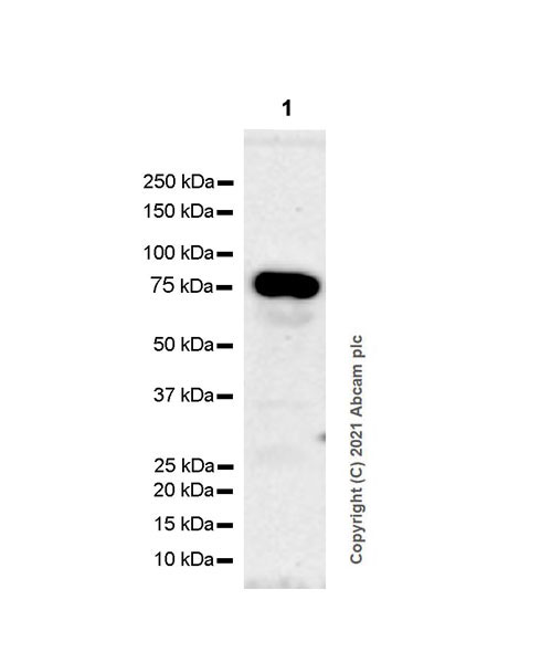 Western blot - Anti-PCIF1 antibody [EPR24319-21] (AB271081), expandable thumbnail