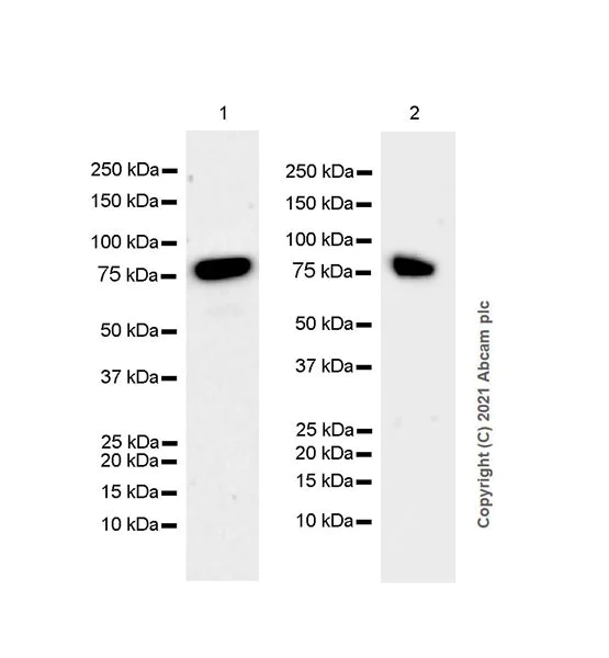 Western blot - Anti-PCIF1 antibody [EPR24319-21] (AB271081)