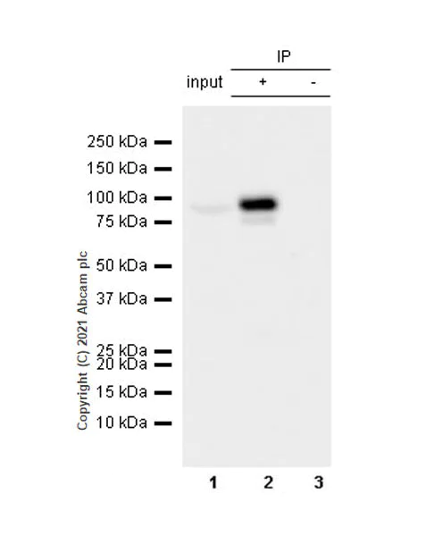 Immunoprecipitation - Anti-PCIF1 antibody [EPR24319-21] - BSA and Azide free (AB281938)