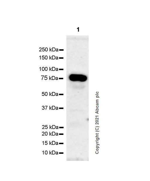 Western blot - Anti-PCIF1 antibody [EPR24319-21] - BSA and Azide free (AB281938)