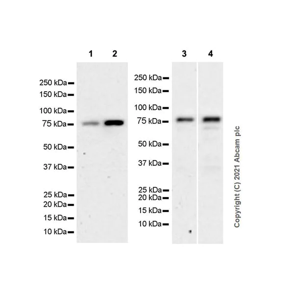 Western blot - Anti-PCIF1 antibody [EPR24319-21] - BSA and Azide free (AB281938)