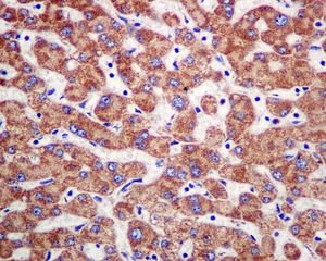 Immunohistochemistry (Formalin/PFA-fixed paraffin-embedded sections) - Anti-PCK1/PEPC antibody [EPR6938] - BSA and Azide free (AB248573), expandable thumbnail