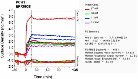 OI-RD Scanning - Anti-PCK1/PEPC antibody [EPR6938] - BSA and Azide free (AB248573), expandable thumbnail