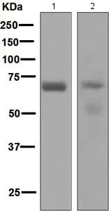 Western blot - Anti-PCK1/PEPC antibody [EPR6938] - BSA and Azide free (AB248573)