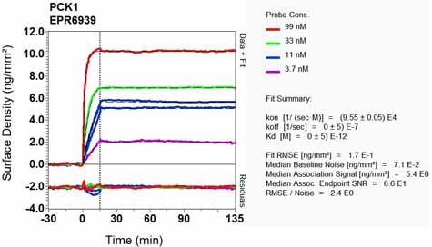 OI-RD Scanning - Anti-PCK1/PEPC antibody [EPR6939] - BSA and Azide free (AB248094), expandable thumbnail