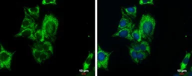 Immunocytochemistry/ Immunofluorescence - Anti-PCK2 antibody (AB137580)