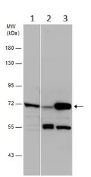 Western blot - Anti-PCK2 antibody (AB137580)