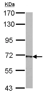 Western blot - Anti-PCK2 antibody (AB137580)