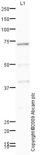 Western blot - Anti-PCK2 antibody (AB70359)