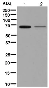 Western blot - Anti-PCK2 antibody [EPR14223(B)] (AB181170)