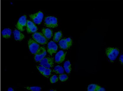 Immunocytochemistry/ Immunofluorescence - Anti-PCK2 antibody [EPR14224] - BSA and Azide free (AB236129)