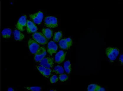 Immunocytochemistry/ Immunofluorescence - Anti-PCK2 antibody [EPR14224] - BSA and Azide free (AB236129)