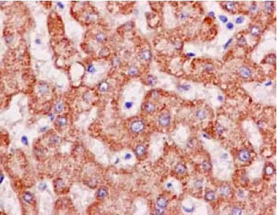 Immunohistochemistry (Formalin/PFA-fixed paraffin-embedded sections) - Anti-PCK2 antibody [EPR14224] - BSA and Azide free (AB236129)