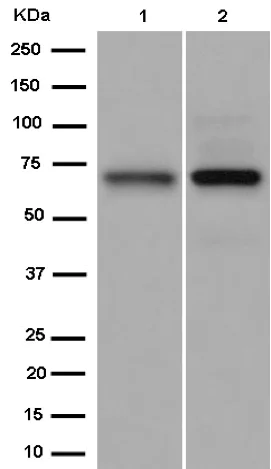 Western blot - Anti-PCK2 antibody [EPR14224] - C-terminal (AB187145)