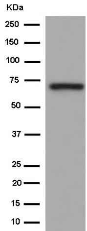 Anti-PCK2 antibody [EPR14224] - C-terminal