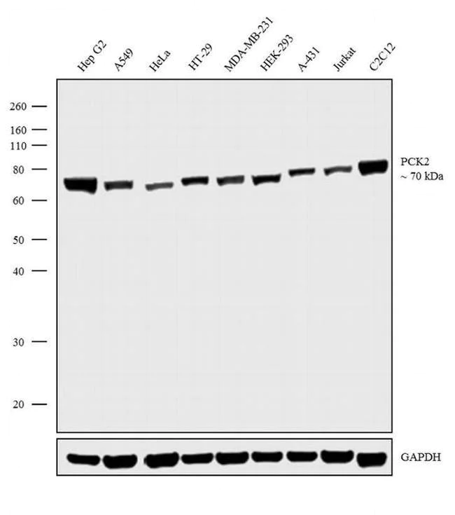 Western blot - Anti-PCK2 antibody [RP23040240] (AB308126)