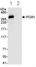 Immunoprecipitation - Anti-PCM1 antibody (AB72443), expandable thumbnail