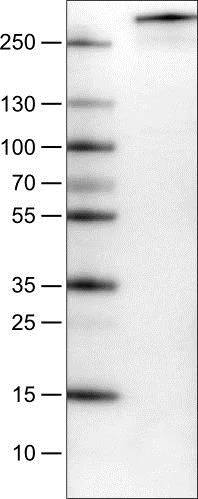 Western blot - Anti-PCM1 antibody [CL0206] (AB154142)