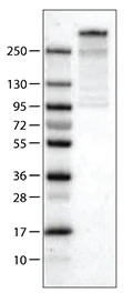 Western blot - Anti-PCM1 antibody [CL0206] (AB154142)