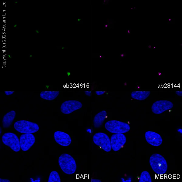 Immunocytochemistry/ Immunofluorescence - Anti-PCM1 antibody [EPR30467-546] (AB324615)