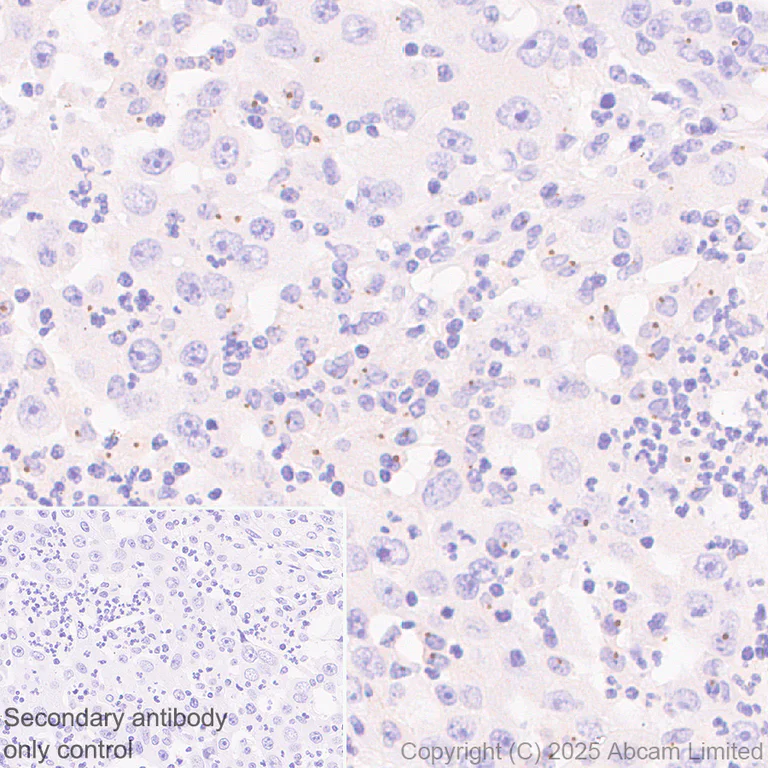 Immunohistochemistry (Formalin/PFA-fixed paraffin-embedded sections) - Anti-PCM1 antibody [EPR30467-546] (AB324615)