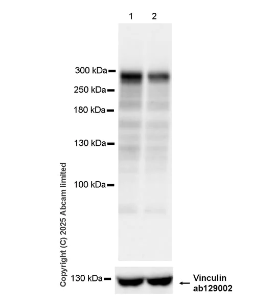Western blot - Anti-PCM1 antibody [EPR30467-546] (AB324615)