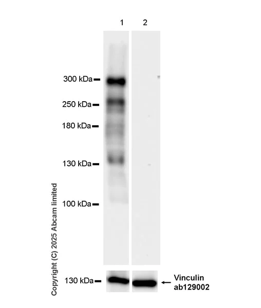 Western blot - Anti-PCM1 antibody [EPR30467-546] (AB324615)