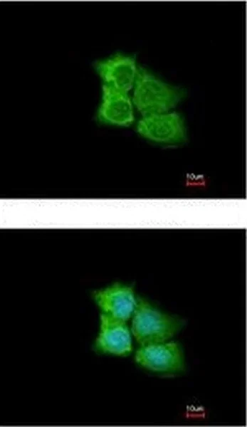 Immunocytochemistry/ Immunofluorescence - Anti-PCMT1 antibody (AB192790)