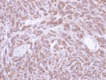 Immunohistochemistry (Formalin/PFA-fixed paraffin-embedded sections) - Anti-PCMT1 antibody (AB97446), expandable thumbnail