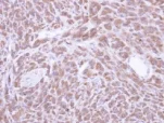 Immunohistochemistry (Formalin/PFA-fixed paraffin-embedded sections) - Anti-PCMT1 antibody (AB97446)