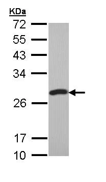 Western blot - Anti-PCMT1 antibody (AB97446)