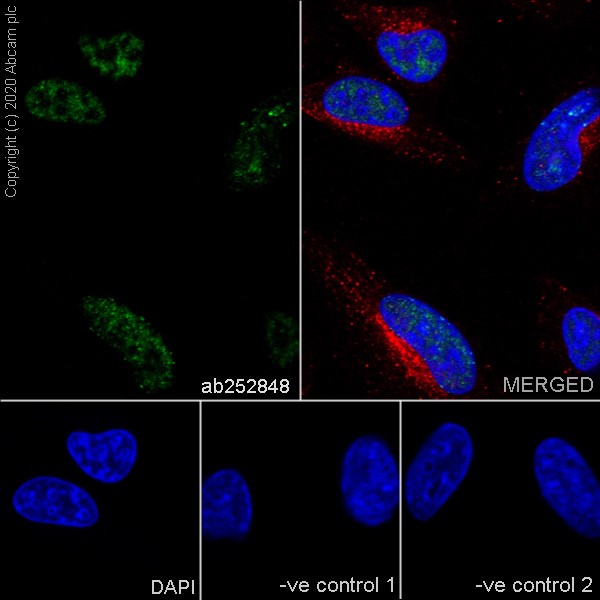 Immunocytochemistry/ Immunofluorescence - Anti-PCNA antibody [16D10] (AB252848), expandable thumbnail