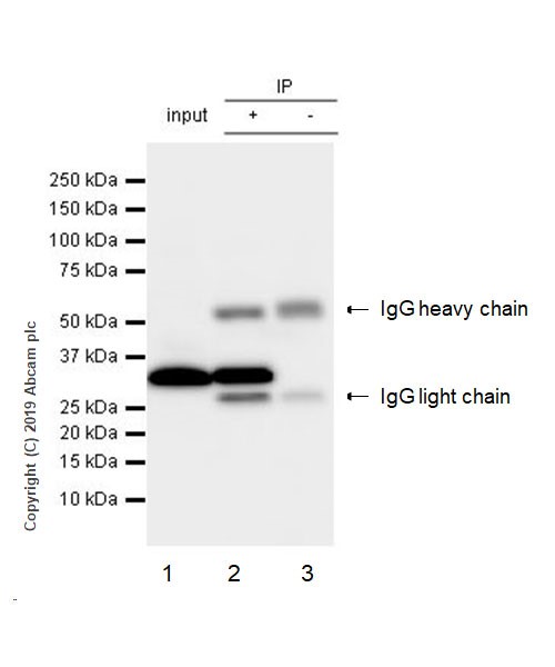 Immunoprecipitation - Anti-PCNA antibody [16D10] (AB252848), expandable thumbnail