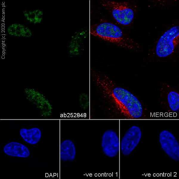 Immunocytochemistry/ Immunofluorescence - Anti-PCNA antibody [16D10] - BSA and Azide free (AB255842)