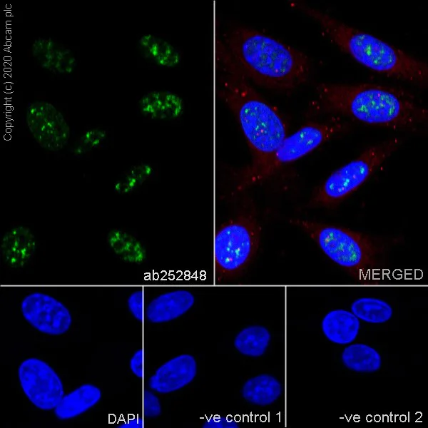 Immunocytochemistry/ Immunofluorescence - Anti-PCNA antibody [16D10] - BSA and Azide free (AB255842)